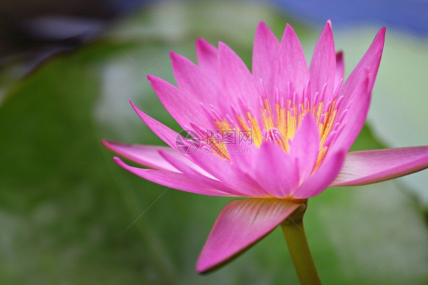 莲花花花园味道环境公园花瓣叶子池塘荷花墙纸植物图片