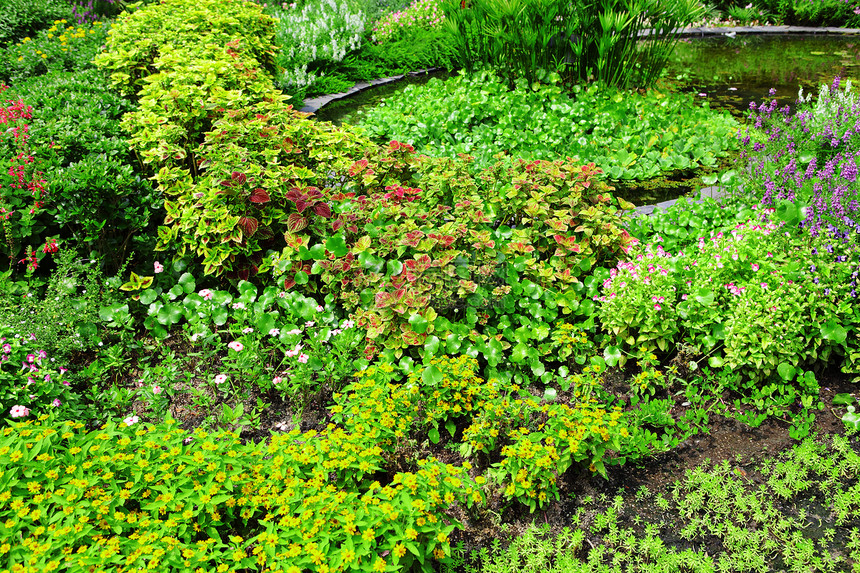 园中的植物美化园林人行道路面院子园艺石头小路花园植物群图片