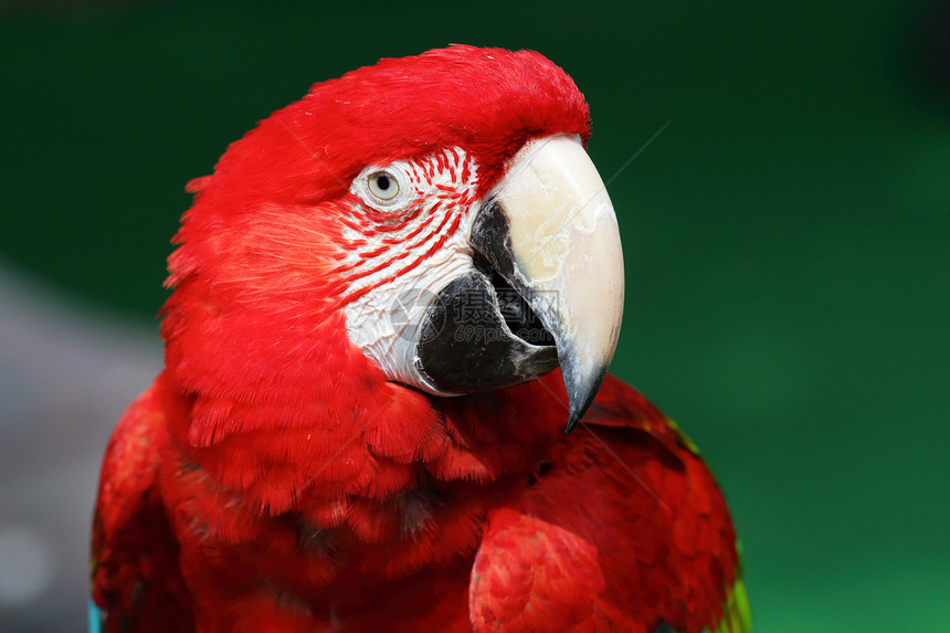 彩色红色金刚鹦鹉图片