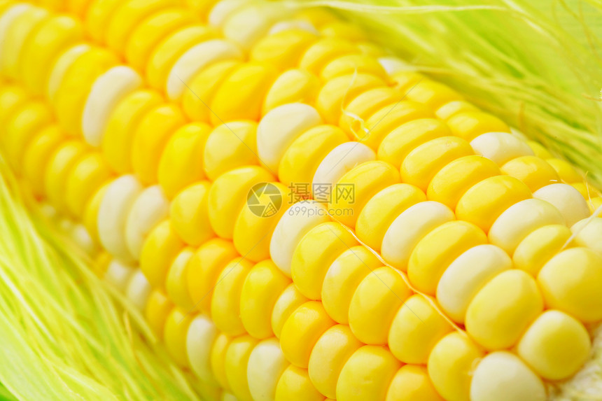 新鲜玉米鳕核心营养玉米玉米片粮食农场耳朵棒子谷物食物图片