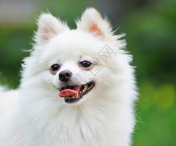 白波美尼狗舌头犬类白色小狗哺乳动物宠物背景图片