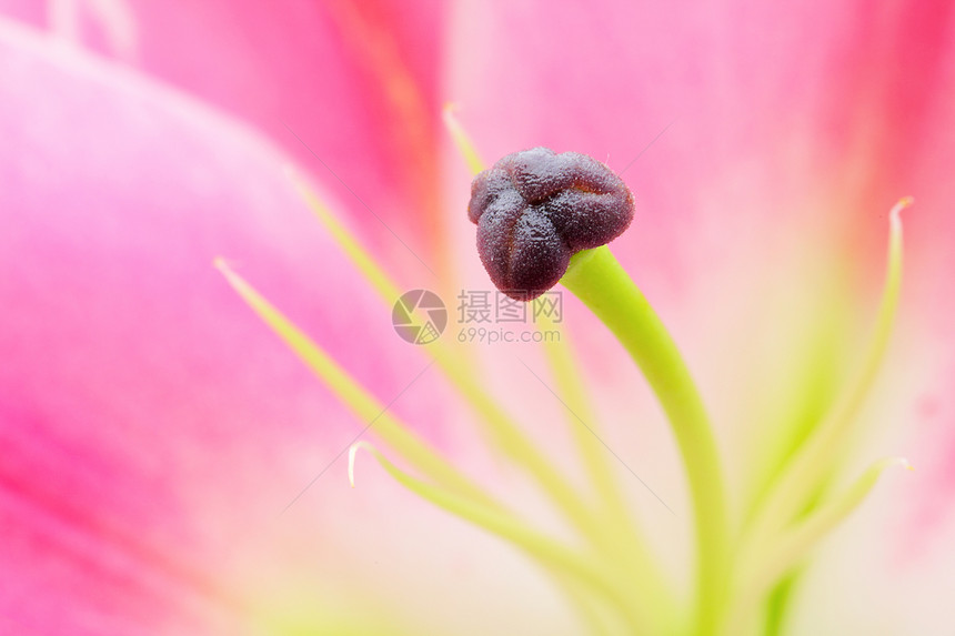 粉粉百合礼物背景紫色植物叶子花瓣植物群雌蕊美丽植物学图片