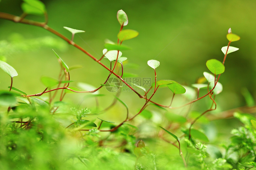 苔特写孤独溪流国家场景山脉森林荒野瀑布石头蕨类图片