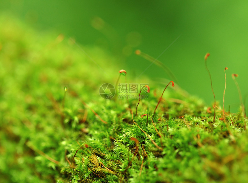 蚊子水滴透明度苔藓美丽森林绿色生活植物群液体反射图片