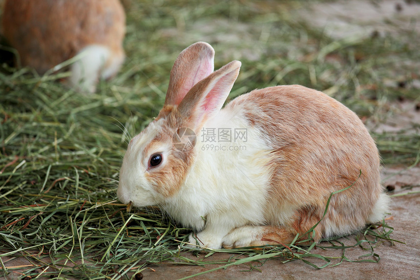 兔宝宝兔子草地绿色白色棕色宠物图片