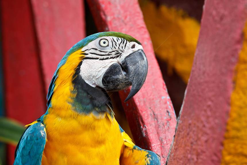 蓝黄麦考鸟热带眼睛动物群金刚鹦鹉濒危动物园金子鹦鹉荒野生活图片