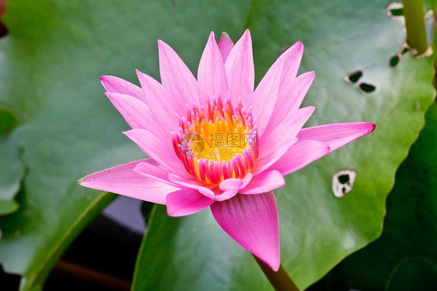 在热带花园中盛开的粉色莲花花园植物学热带荒野美丽池塘百合公园树叶叶子图片