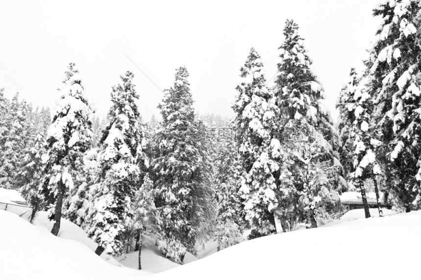 冬季风景(黑白)中的黑暗和雾林图片