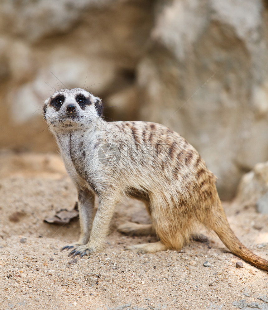 坐在沙地上的苏里卡特或米尔卡特鼻子猫鼬动物园头发沙漠手表生物荒野哺乳动物生态图片
