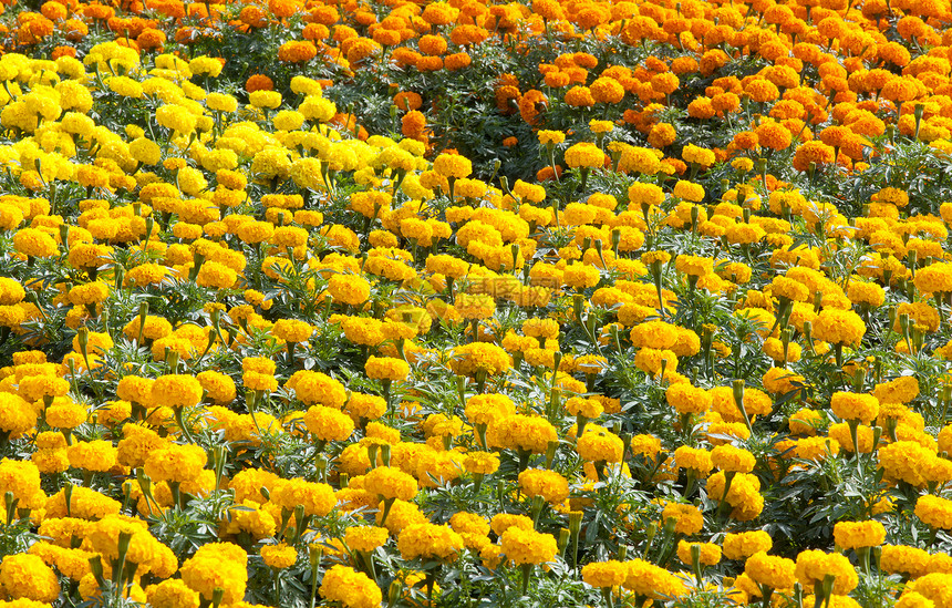 种植的橘子马龙宏观花园植物群植物学万寿菊叶子园艺植物花粉美丽图片