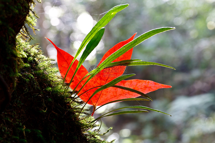 红片叶和绿树绿色蕨类季节丛林森林公园叶子花园红色环境图片