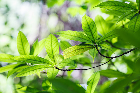 亮绿叶环境太阳阳光生活森林植物植物学树木叶子天空背景图片