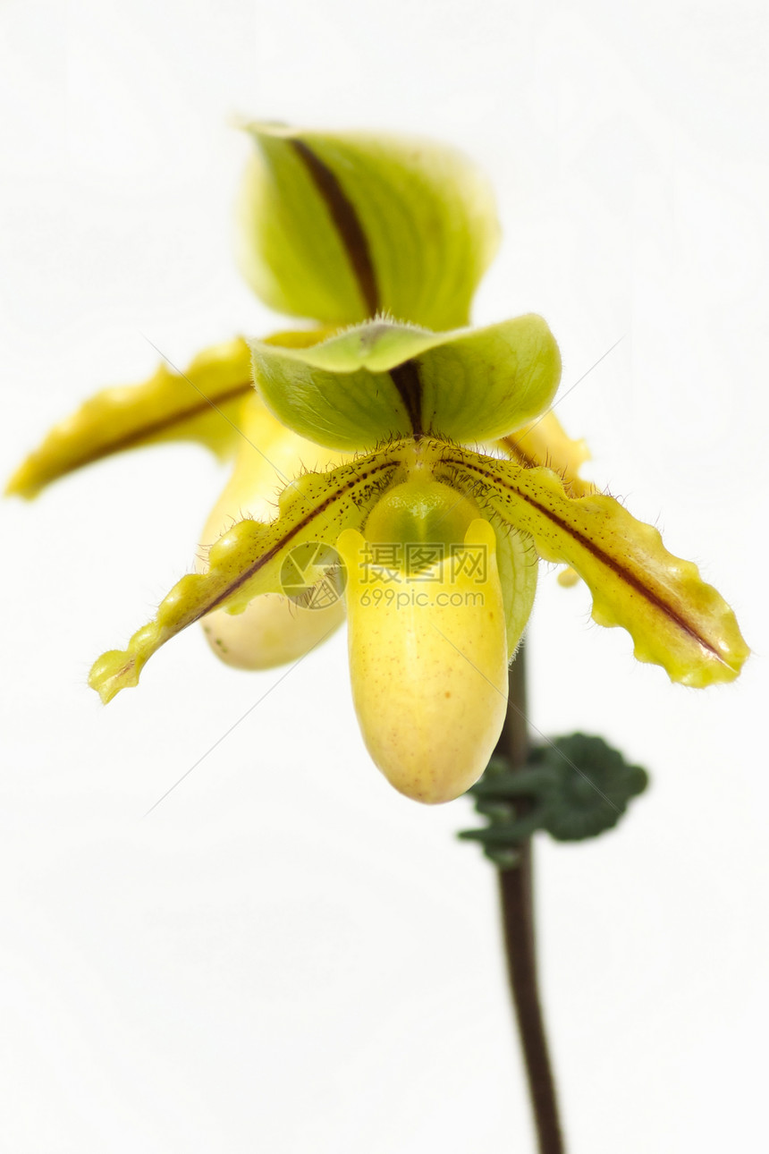 紧贴女士的拖鞋兰花帕菲普底片甘蓝荒野花园生物学园艺温室展示植物学宏观植物群美丽图片