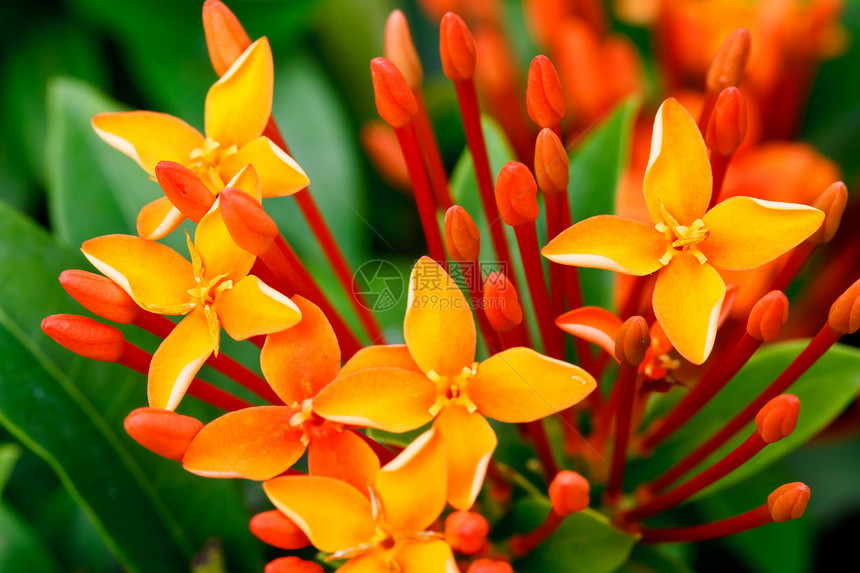 紧贴的红色像素花灌木美丽橙子仙丹植物火焰衬套丛林植物群花粉图片