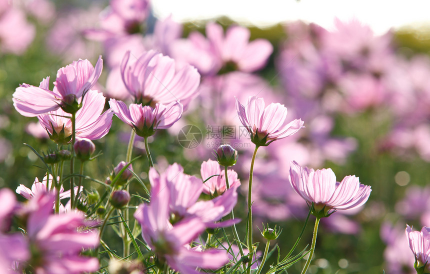 花朵粉红花花园植物荒野绿色明信片边界太阳晴天粉色卡片图片
