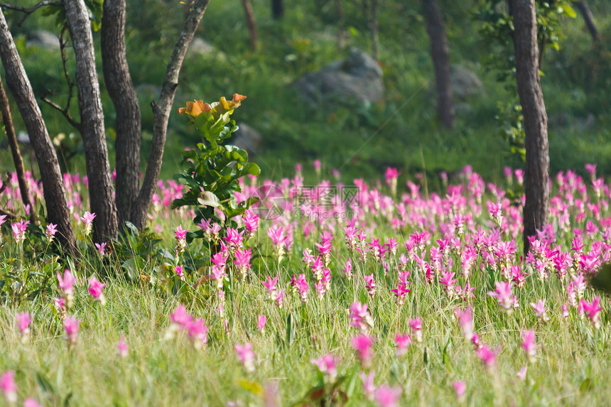暹罗郁金花粉色字段叶子植物群情绪花瓣紫色旅行植物学文化父母花园图片