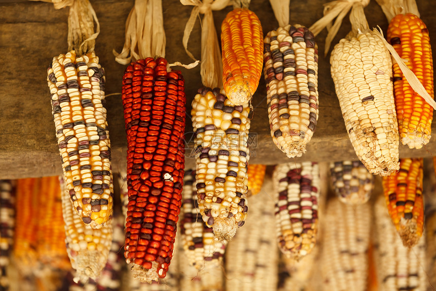 美丽的玉米耳朵蔬菜收获种子金子市场文化农民食物谷物水果图片