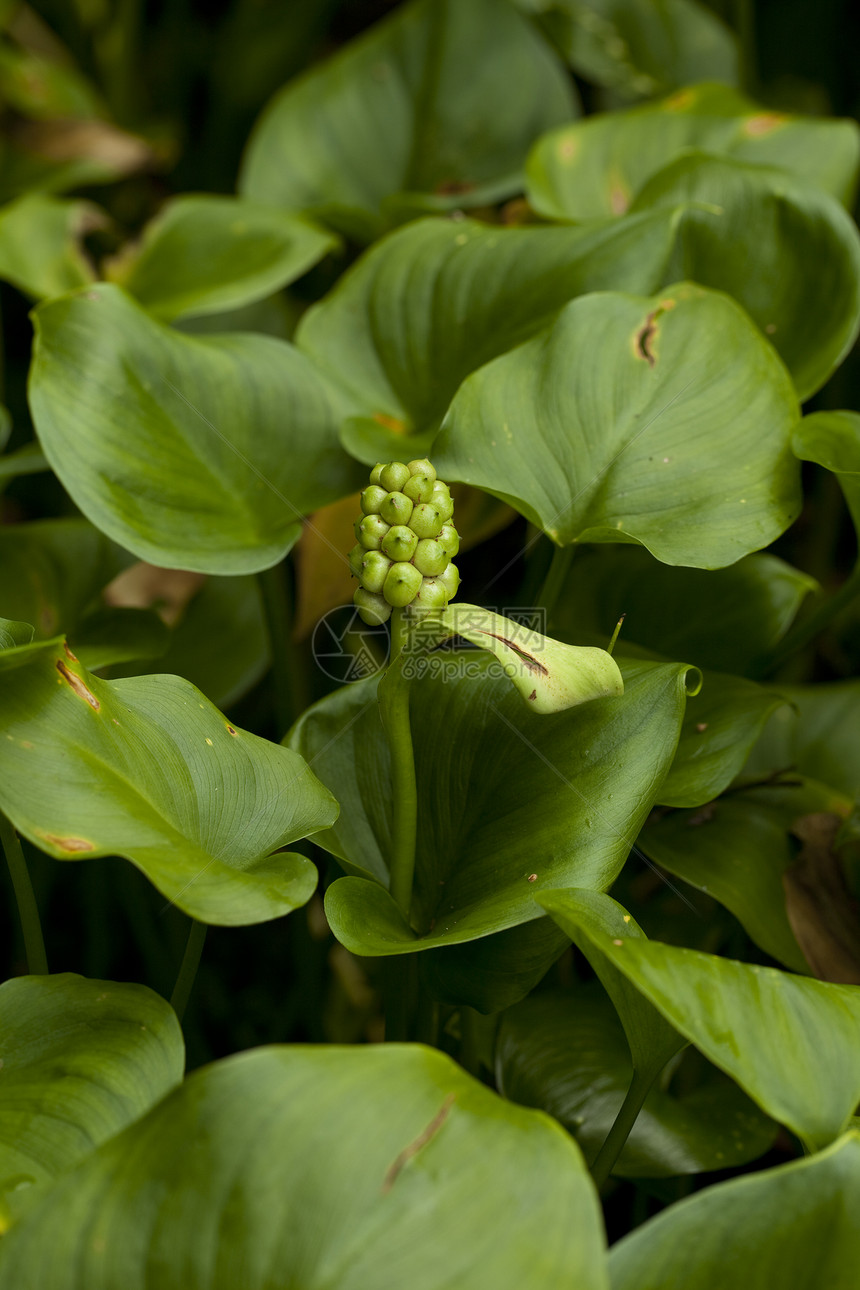 Calla 酸盐叶子性质绿色背景沼泽植物花序图片