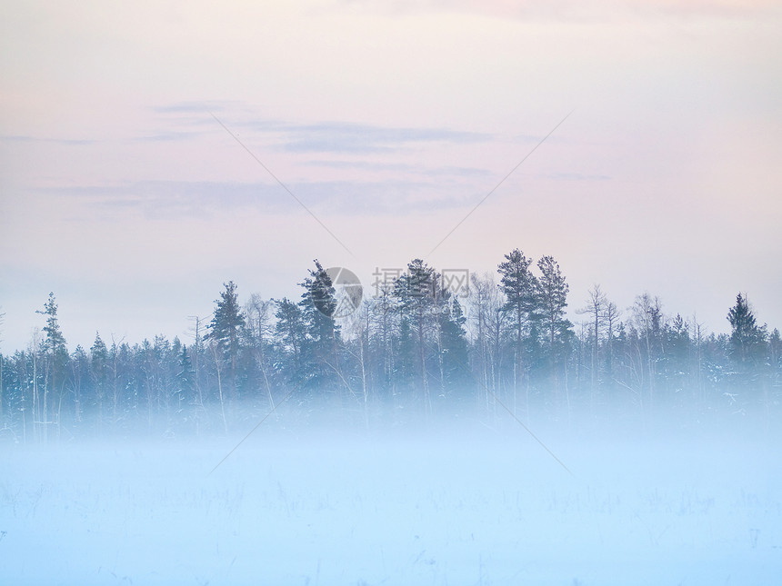 雾中树林的冬季字段图片