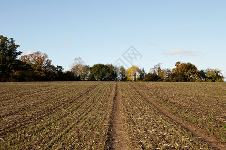 田地被秋树包围高清图片
