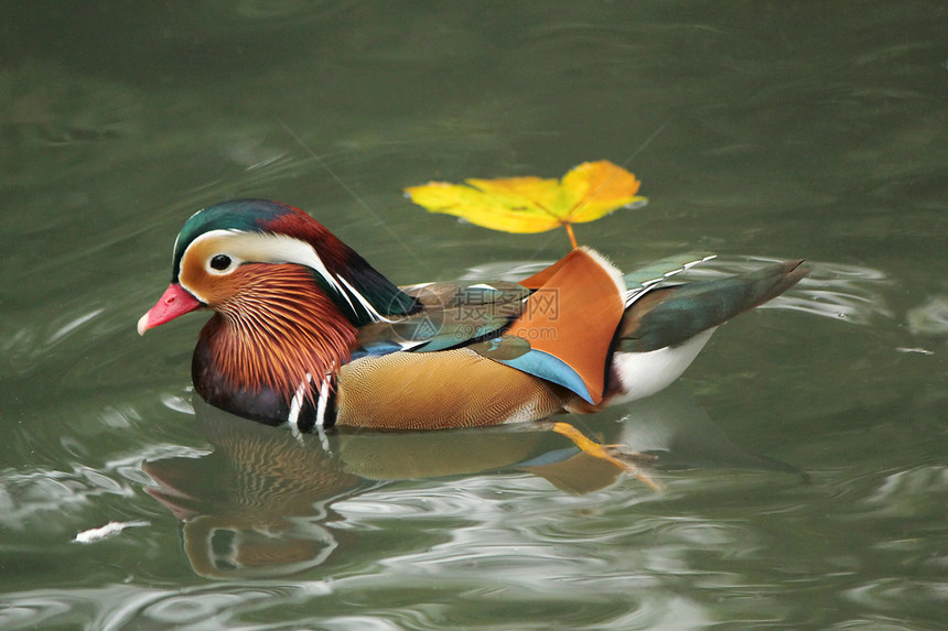 普通话鸭野生动物男性鸭子游泳叶子橙子镜子公园动物群荒野图片