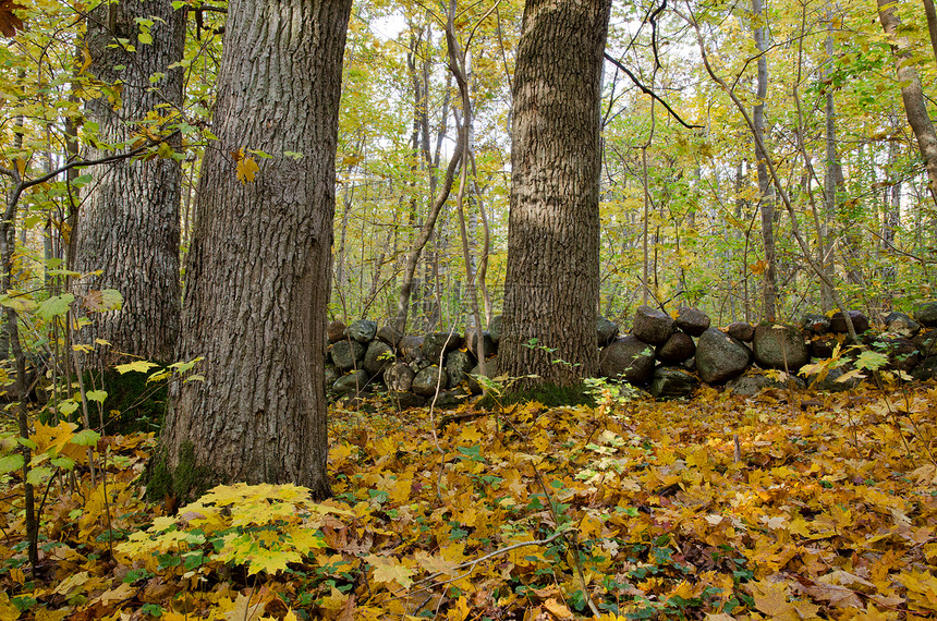 秋季森林详情小路公园环境树木叶子植物群地面树干橡木金子图片
