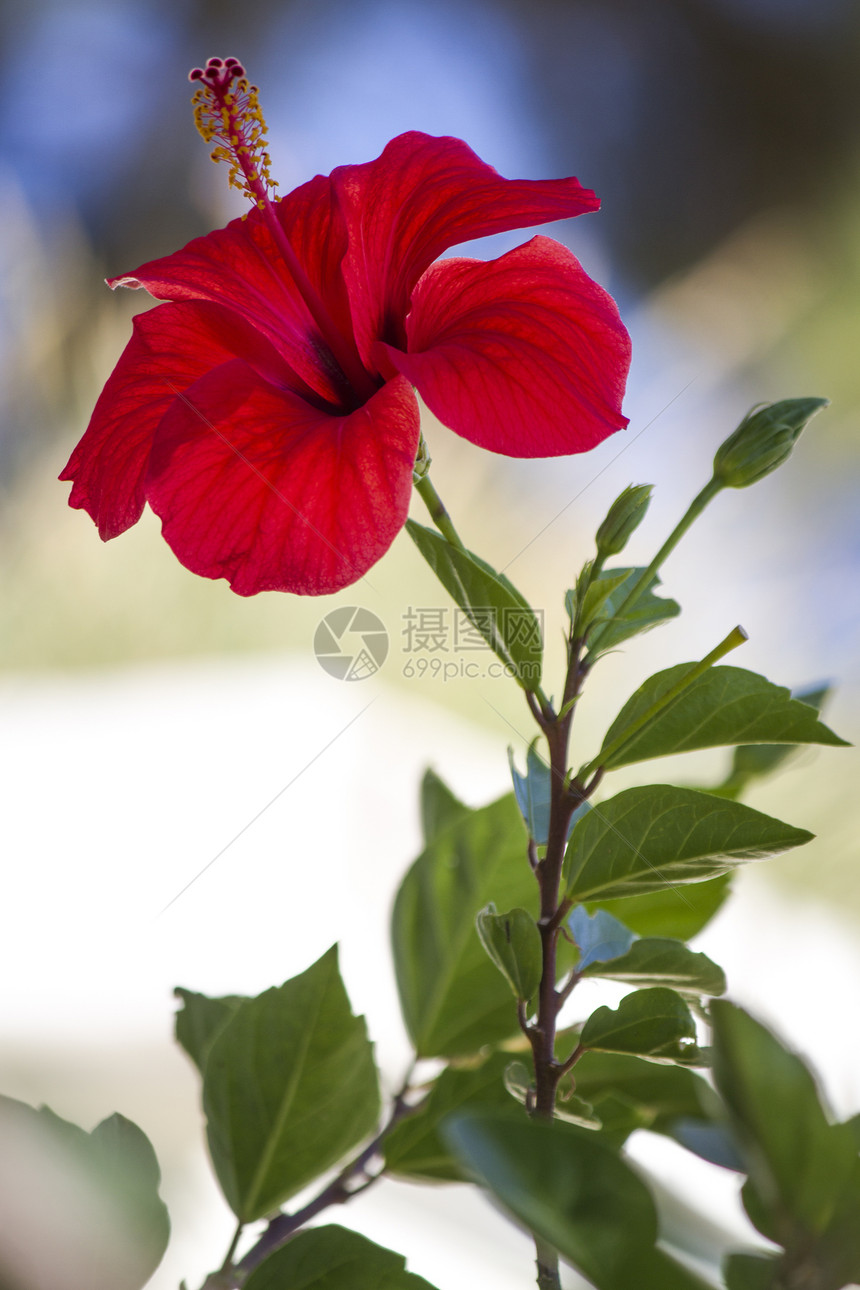 红色象形花公园花园花瓣叶子热带宏观木槿绿色植物植物群图片