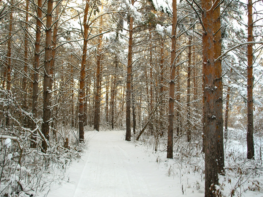 冬季森林针叶松树风景针叶树季节场景天空蓝色阳光荒野图片