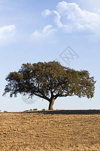 阿连特茹孤独的树荒漠化森林农场大草原农业土地农田白色天空干旱背景