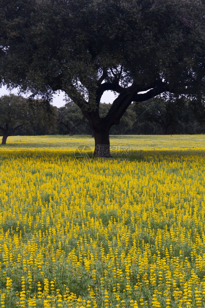 胡萝卜树和花花黄色场地森林植被绿色硅藻乡村植物农业农村图片