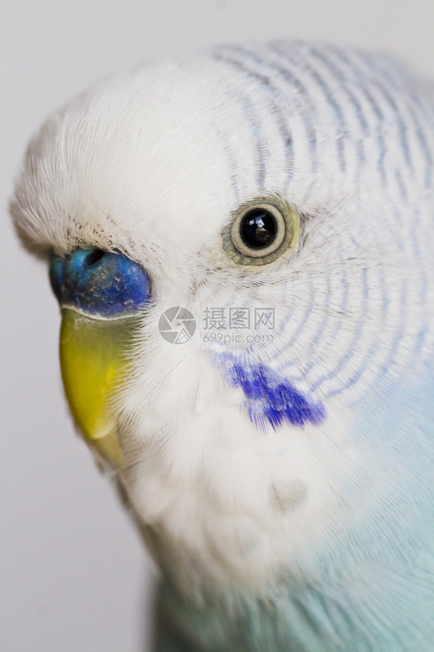 普通宠物鹦鹉栖息羽毛动物群荒野鸟类蓝色野生动物爱情白色翅膀图片