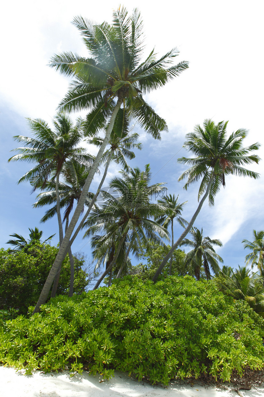 海滩上的棕榈树热带椰子天空阳光旅游树干地面白色蓝色旅行图片