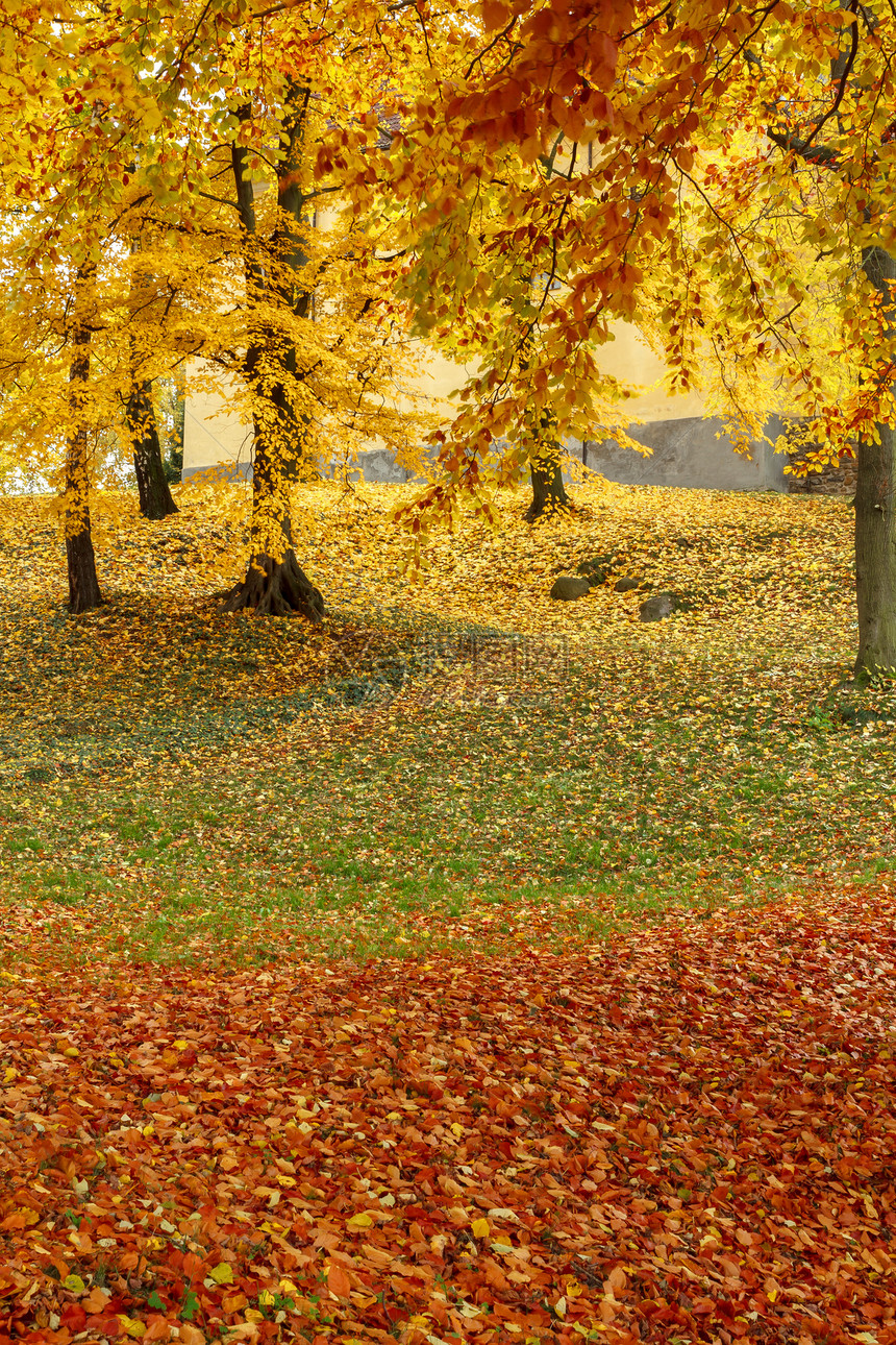秋季公园的颜色构成远景途径叶子小路橙子植物墙纸季节环境拼贴画图片