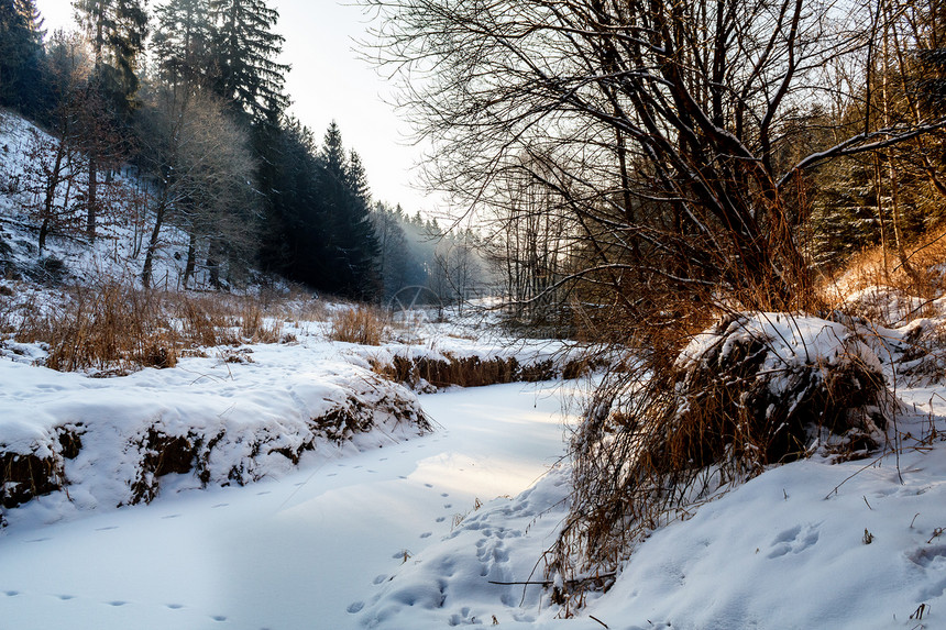 冬天风景的阳光清晨场地季节森林孤独场景天气木头雪景天空图片