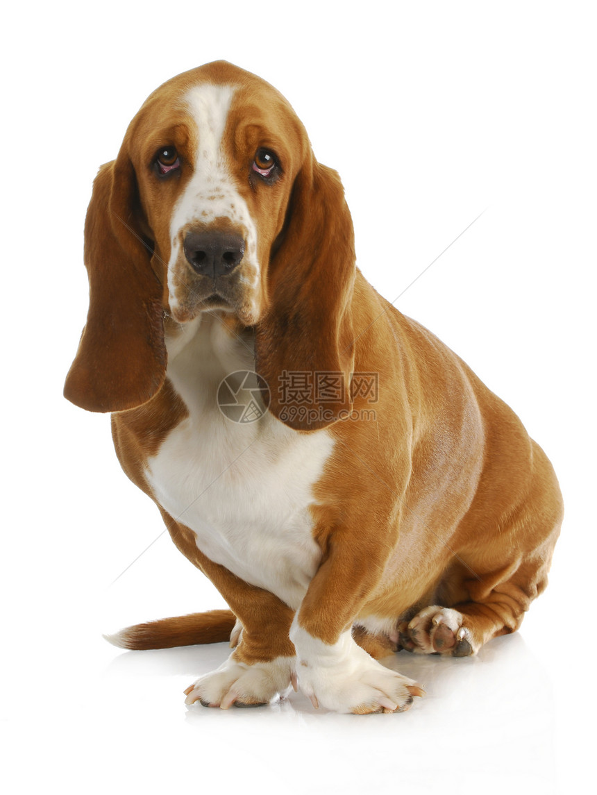 Basset 猎犬生物脊椎动物哺乳动物工作室白色动物家畜宠物棕色犬类图片