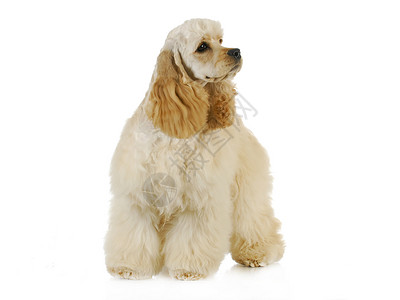 可爱的小狗动物宠物朋友反射头发犬类金发女郎哺乳动物工作室毛皮背景图片