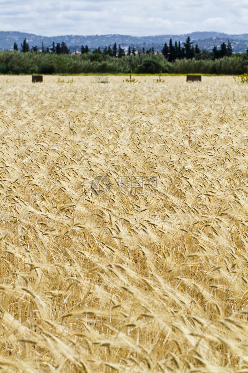 小麦种植生长收获黄色乡村季节性土地农村地平线农场场景图片