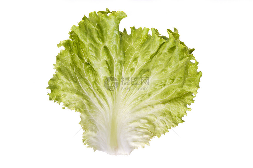 绿生菜叶生产植物白色绿色营养叶子蔬菜沙拉图片