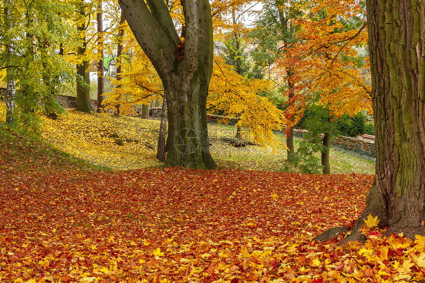 公园中的秋季颜色农村墙纸环境途径叶子山毛榉森林季节木头植物图片