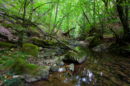 比萨 梅林达德 布尔戈斯 卡斯蒂利亚和里昂 西班牙石头苔藓岩石绿色叶子树木分支机构背景