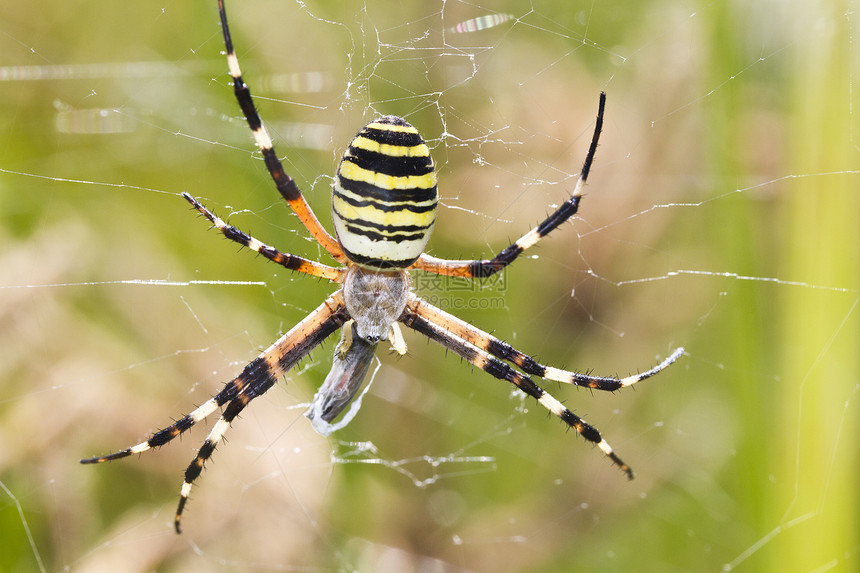 织交蜘蛛丝绸蛛网毒液宏观花园动物群捕食者网络陷阱条纹图片