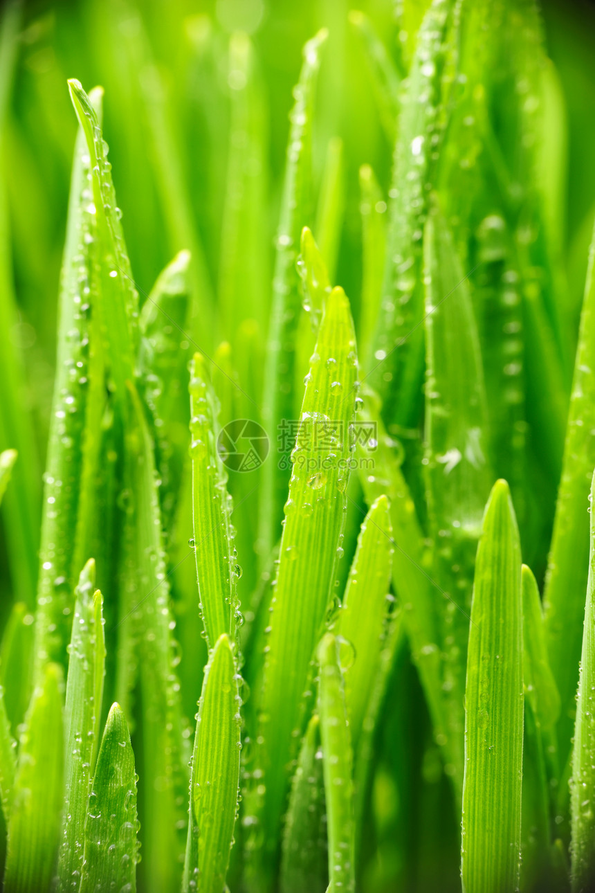 草地上的水滴液体刀刃活力叶子环境小麦绿色自然雨滴生长图片