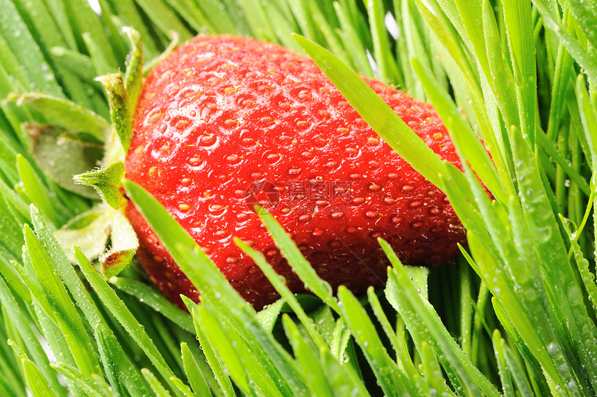 草草中的草莓生长植物小麦薄雾浆果食物叶子雨滴水果宏观图片