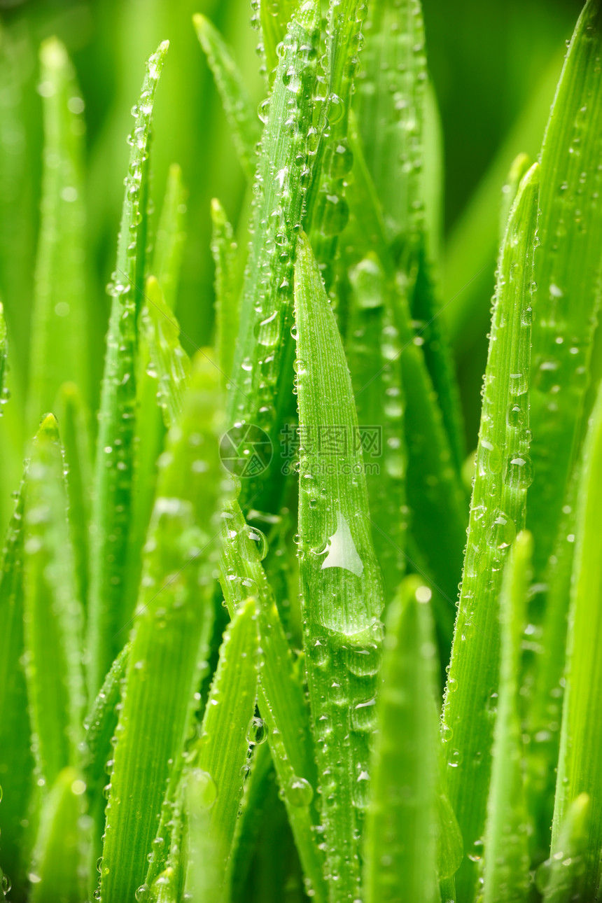 草地上的水滴植物小麦叶子雨滴宏观薄雾生长绿色液体自然图片