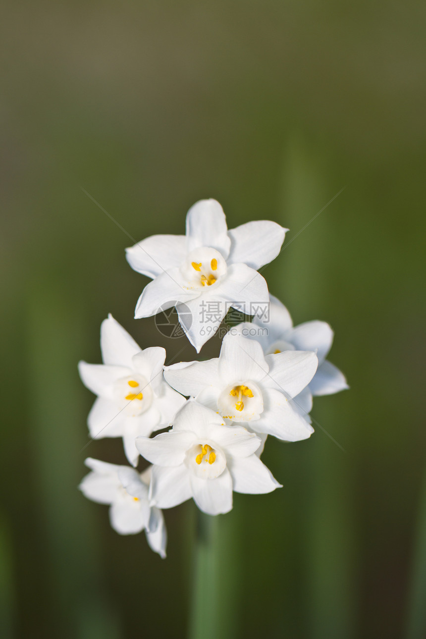 纸白花白色白纸美丽植物群季节性野花荒野花园花瓣水仙图片