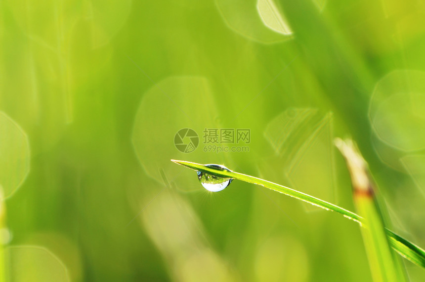 上午草草活力小麦宏观雨滴薄雾植物液体刀刃叶子环境图片