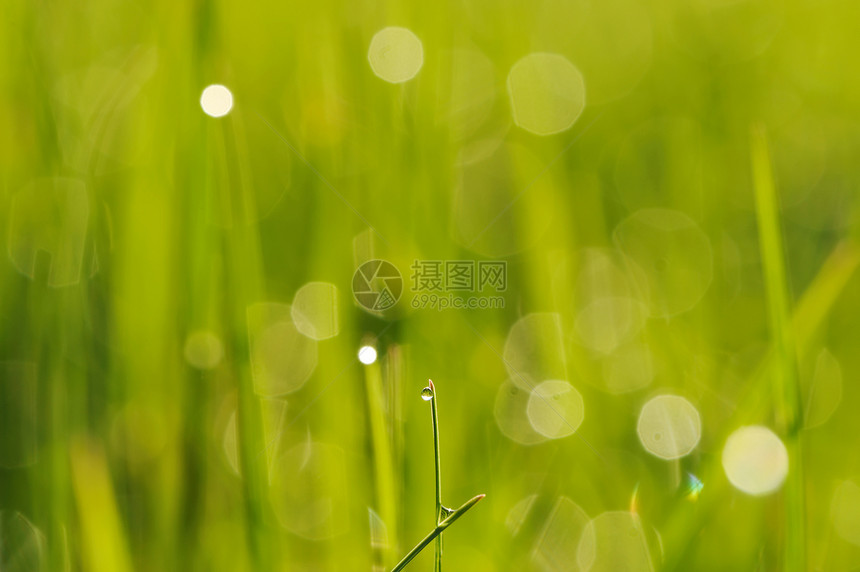 上午草草生长小麦太阳液体叶子环境刀刃宏观活力绿色图片