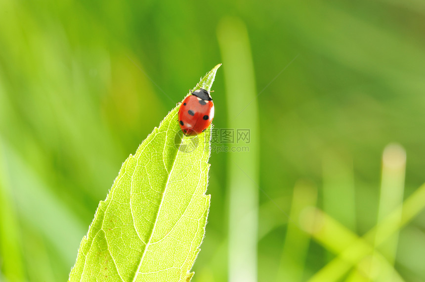 立体虫甲虫自然宏观植物昆虫刀刃绿色叶子动物环境图片