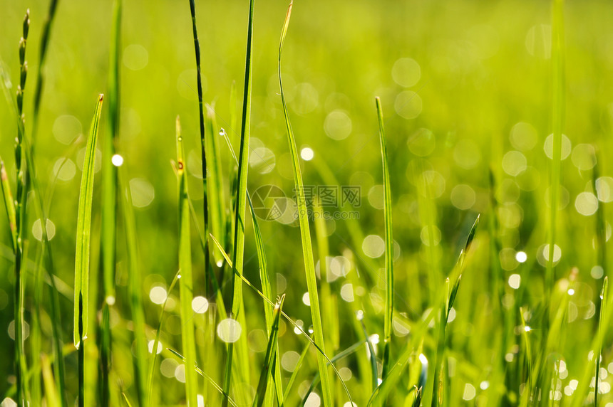 上午草草植物太阳雨滴环境叶子活力宏观液体薄雾生长图片