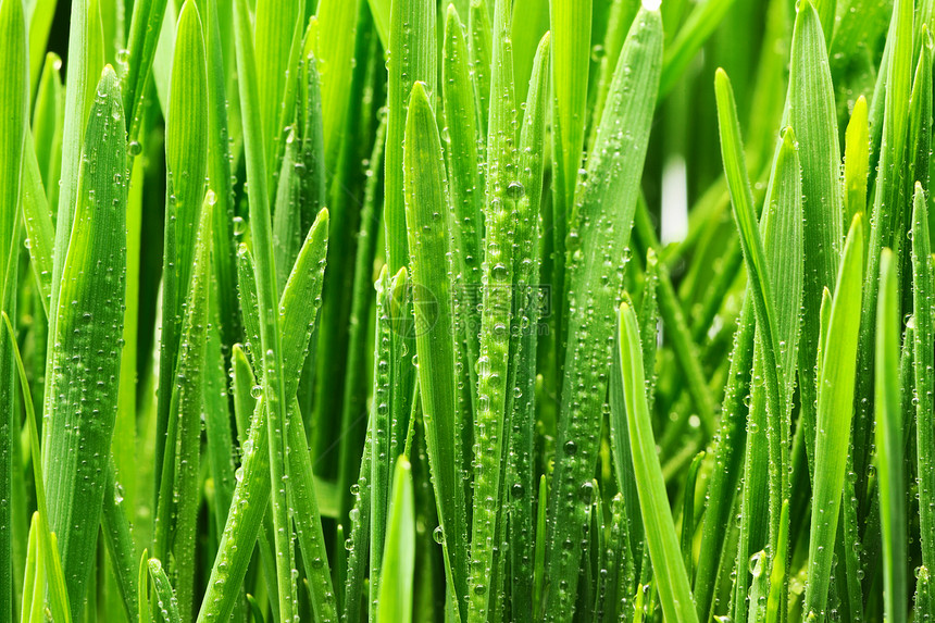 草地上的水滴刀刃环境活力绿色植物小麦液体自然生长叶子图片